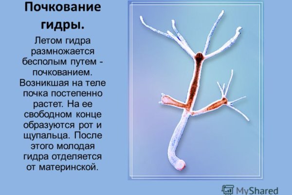 Зайти кракен через тор